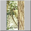 Picus viridis - Gruenspecht m01.jpg